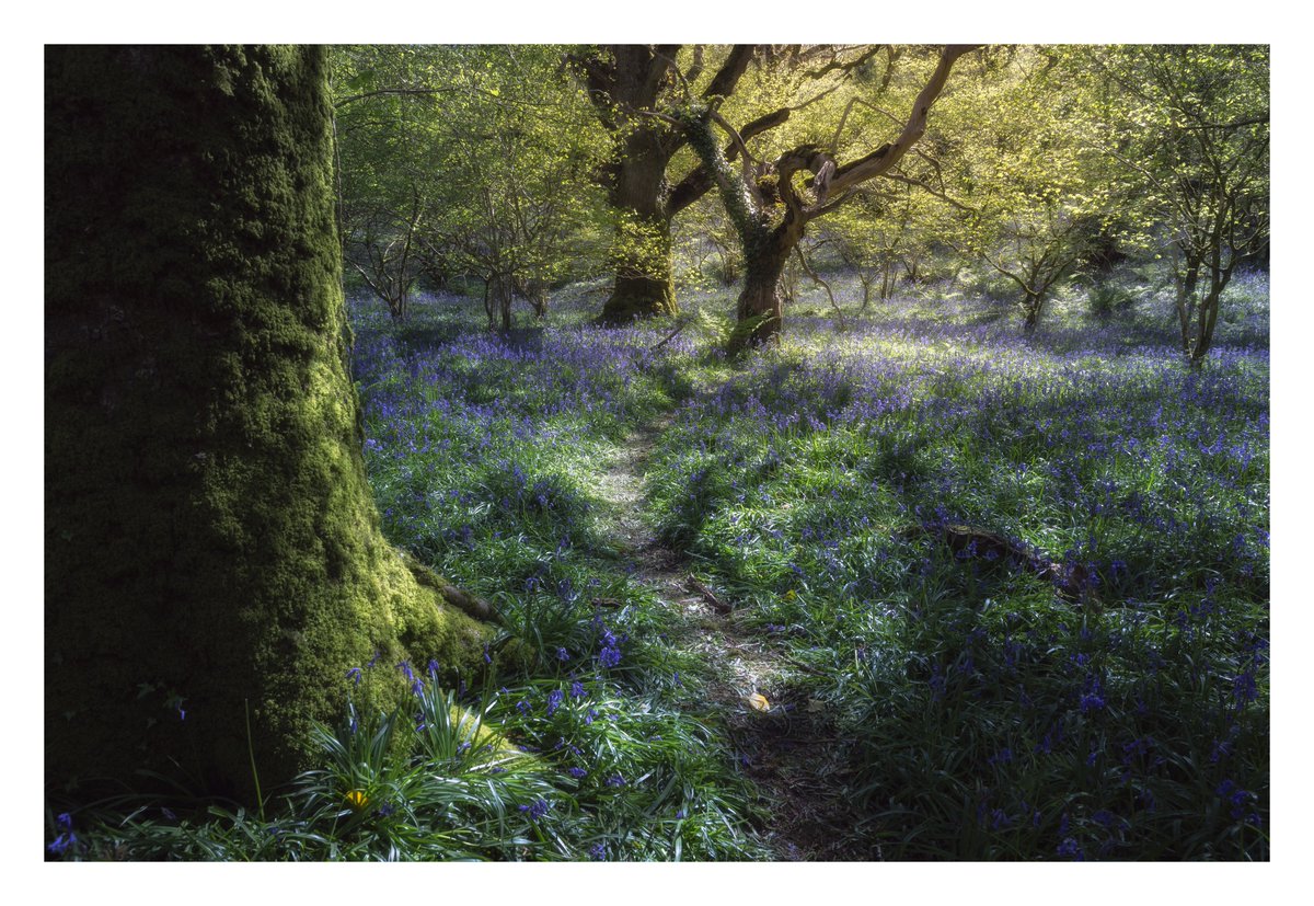 Bluebells on Dartmoor

#wexmondays #sharemondays2024 #fsprintmonday #appicoftheweek