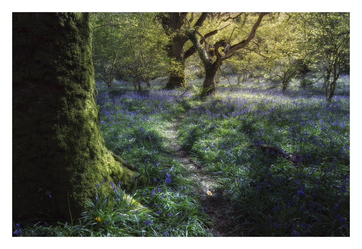 _Ryan_Kerr's tweet photo. Bluebells on Dartmoor

#wexmondays #sharemondays2024 #fsprintmonday #appicoftheweek https://t.co/hJj5raLvKx