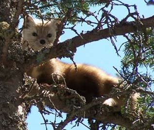 Also called a pine marten, the American marten is largely nocturnal and lives a solitary life and thus rarely makes noise. They are also highly territorial and use scent glands to mark trees. #MammalMondays #Wildlife #NHOutdoors
