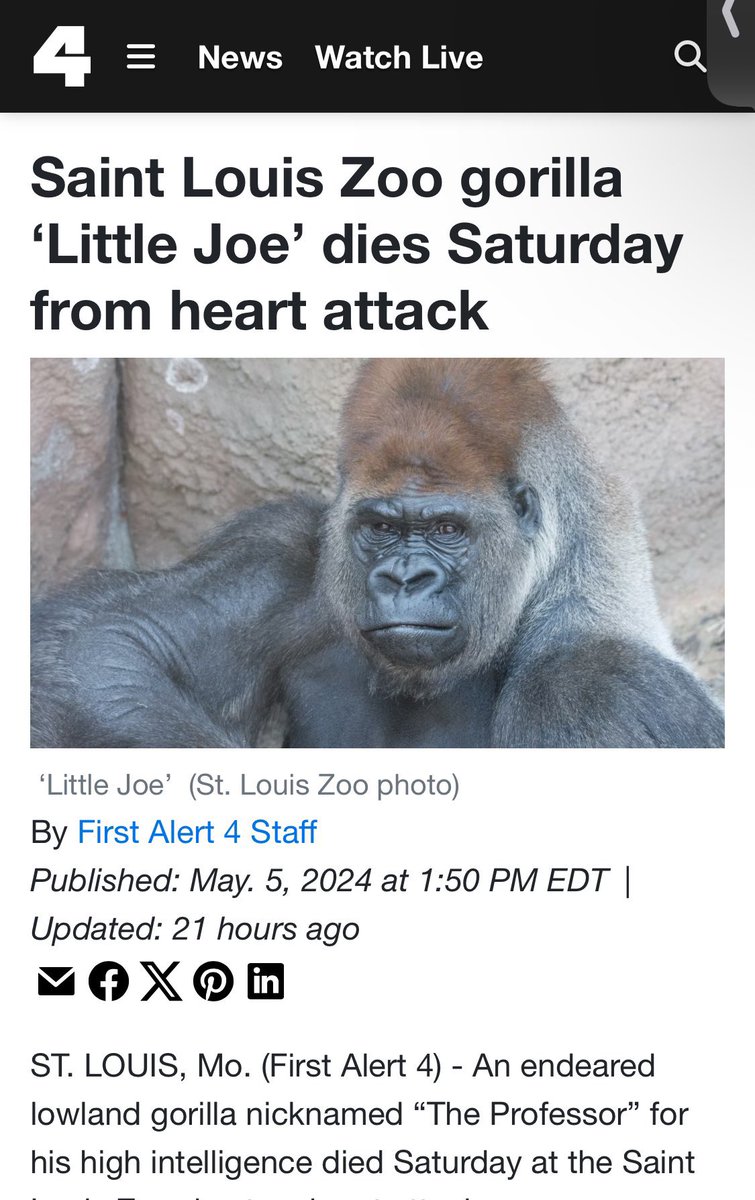 Saint Louis Zoo's western lowland gorilla, “Little Joe”, has passed away at age 26

Little Joe - #SaintLouis Gorilla 🦍 
Joe Biden - #USA 🇺🇸 PRESIDENT 
Joe Bruin - #UCLA Mascot

“Little Joe” passes away at the age of 26 

26 = 2+6 = 8
2024 = 8

WELCOME TO THE MATRIX