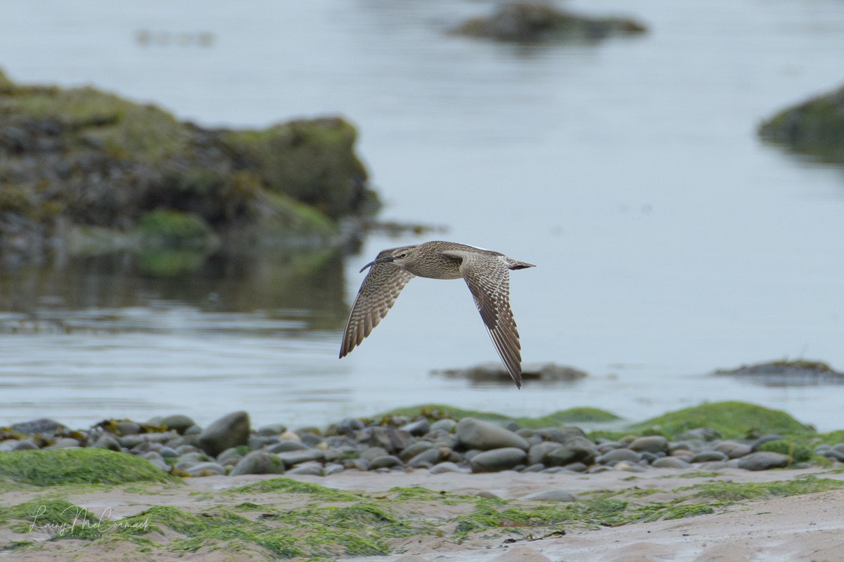 Whimbrel