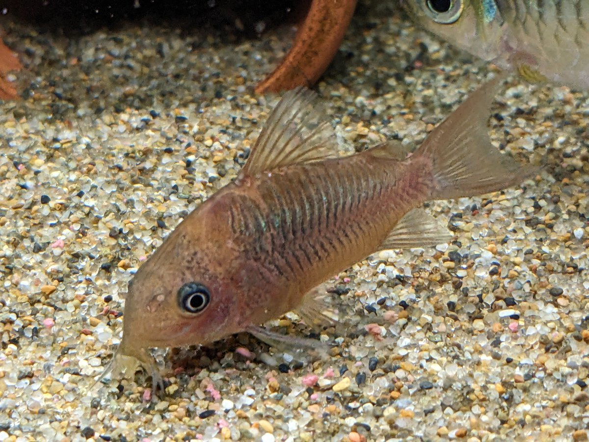 #本日の水槽

#コリドラス #パンタナルエンシス の幼魚。
順調に育っております。

#アクアリウム　#熱帯魚
#aquarium　#tropicalfish