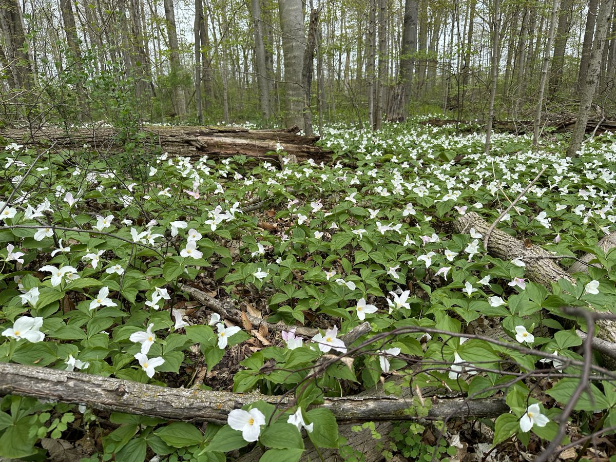 The #bees are buzzing in blossoms, birds are singing, and there are amazing carpets of flowering Trilliums. It's a great time of year to enjoy some time @uogarboretum