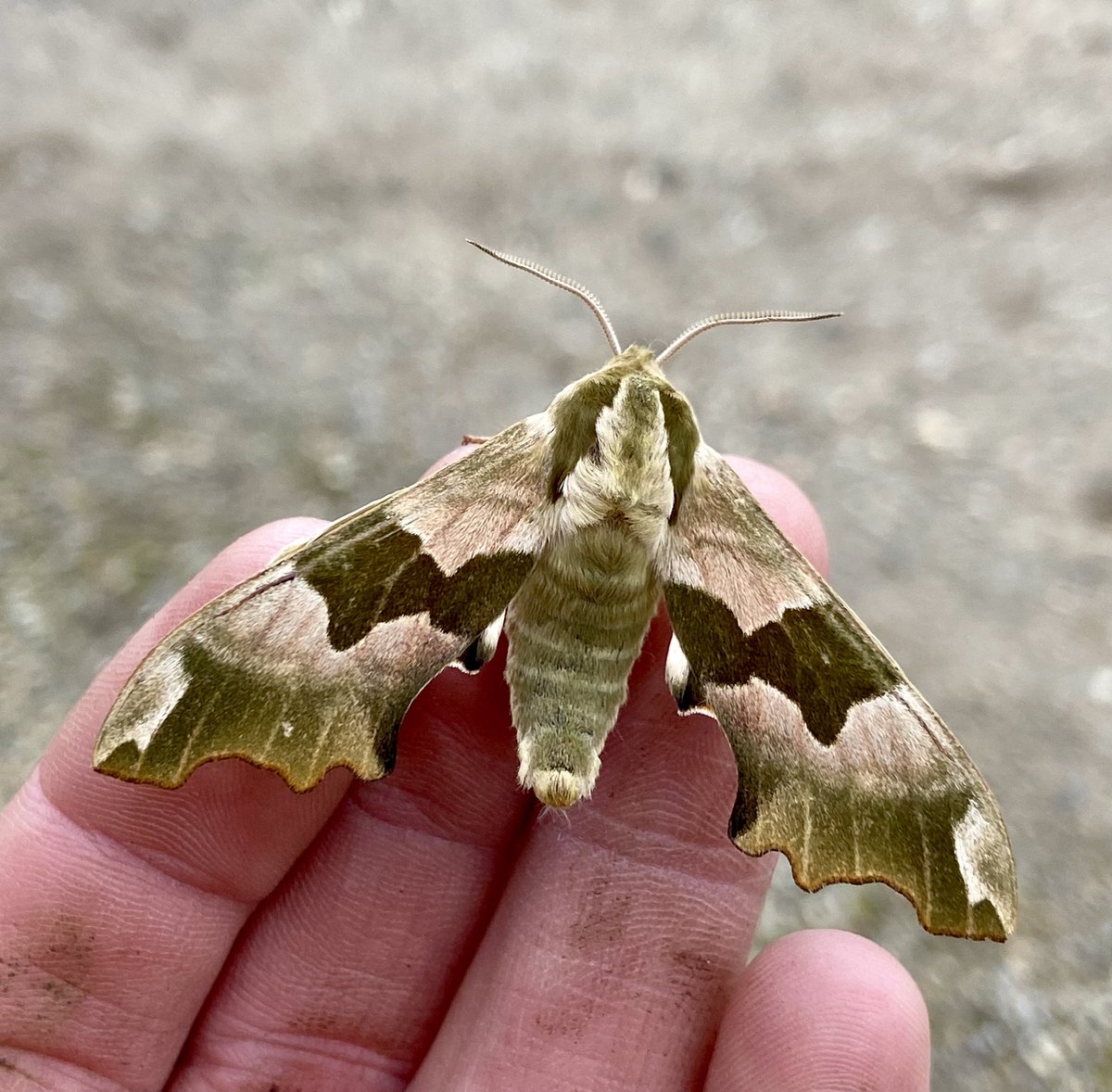 So pleased to see my first Hawk-moth of the year, this beautiful Lime Hawk-moth at @Pensthorpe. #MothMonday #TeamMoth #MothsMatter