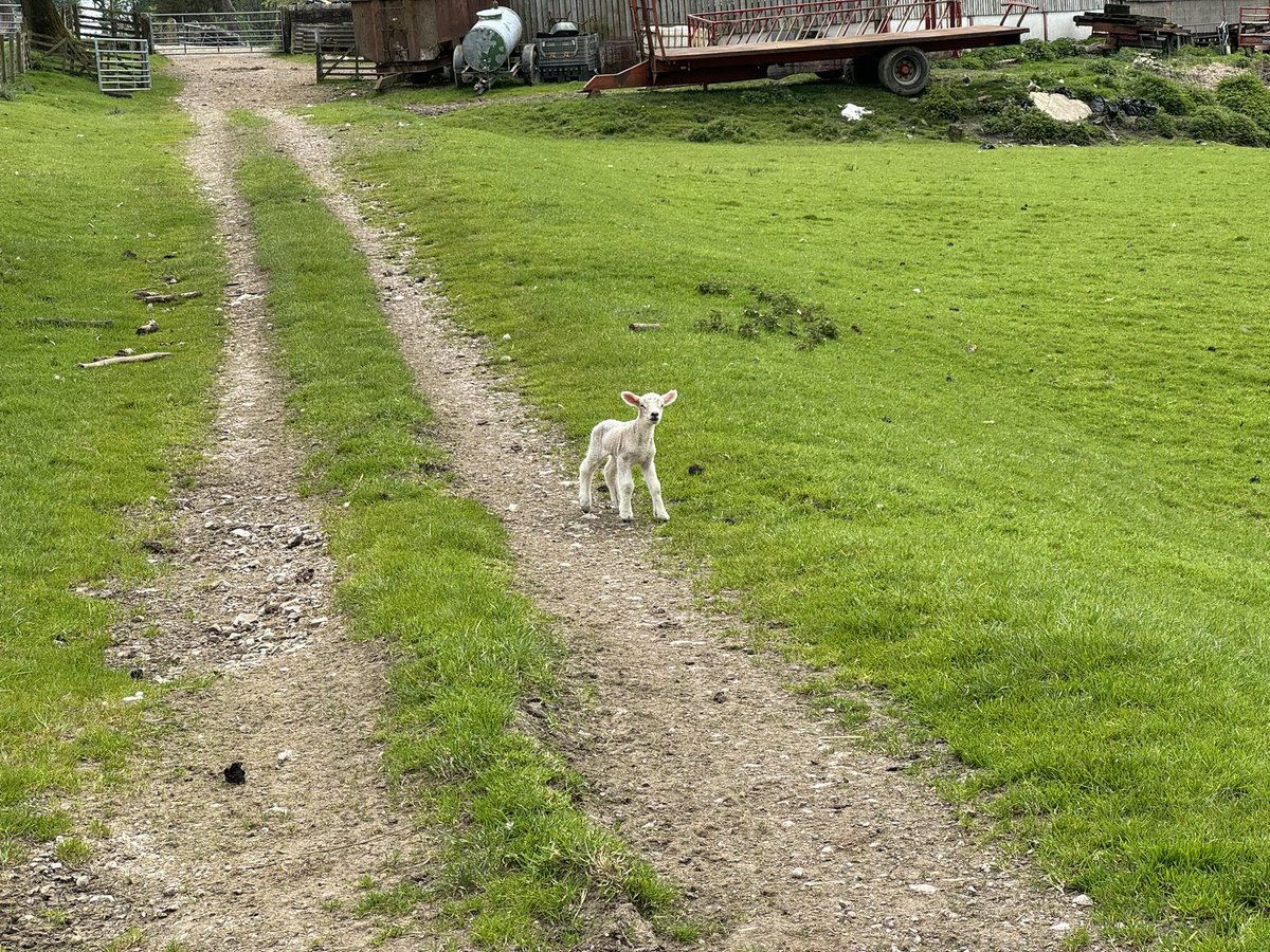 Chirpy (@chirpystore) on Twitter photo Saw this little thing on my <a href="/CoppaFeelPeople/">CoppaFeel!</a> practice trek
Trying to raise ££££
justgiving.com/page/jo-mcbeat…? Saw this little thing on my <a href="/CoppaFeelPeople/">CoppaFeel!</a> practice trek
Trying to raise ££££
justgiving.com/page/jo-mcbeat…?