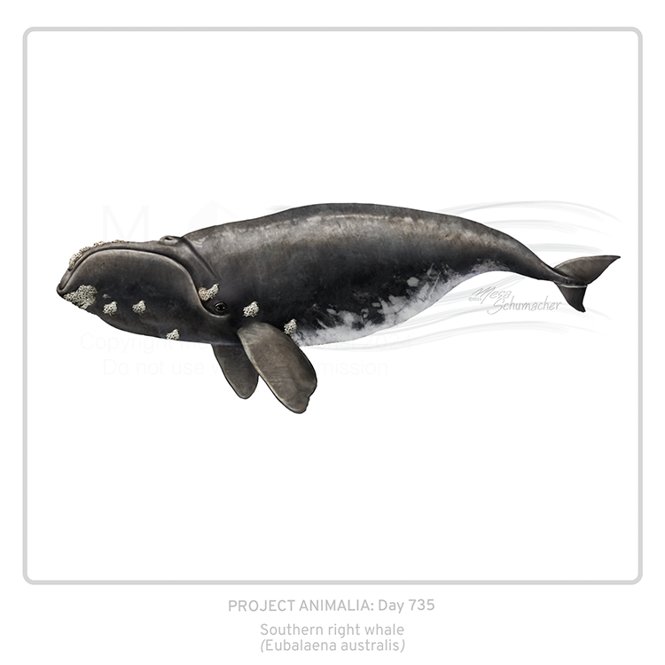Project Animalia #735
Southern right whale (Eubalaena australis)

Curious and slow= the ‘right’ whale to hunt. Numbers dropped from 30k to 40-50  by 1920.  Today, ~2000 exist.

#sciart #bioart #wildlifeart #animalart #natureart #animallover #medart #whale #oceanart #biodiversity