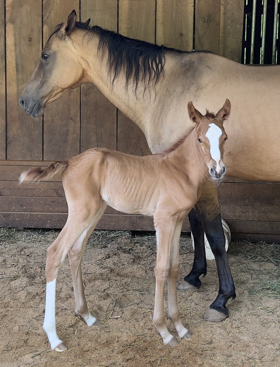 Gavinka’s little red colt at two days old. ❤️ (Gavinka x Ehyr Atlaz, 2024), first purebred #AkhalTeke born this year in North America, at the #AkhalTekeCenter in #LexingtonVA.