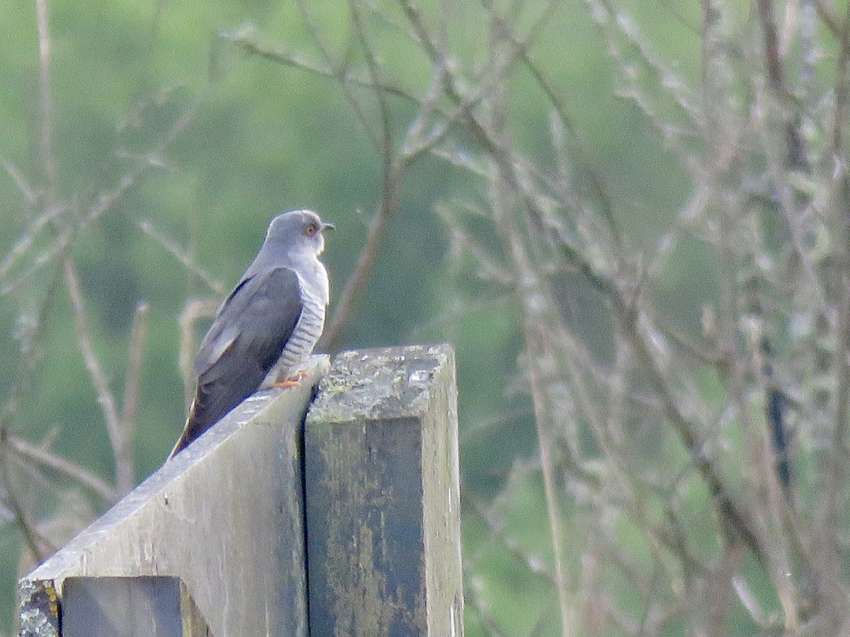 1 of at least 2 Cuckoos at Pant y Sais Fen this evening. Apologies for the photos. They were a little way away. #GlamBirds