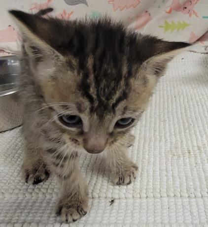 Itty bitty kitty, Parker (#A2136855), a 5-week-old female kitten, is ready for adoption. She's not spayed and weighs 0.9 lbs.🤗💚😺 Meet w/o an appt at East Valley Shelter; @LACityPets; laanimalservices.com/shelters/east-…