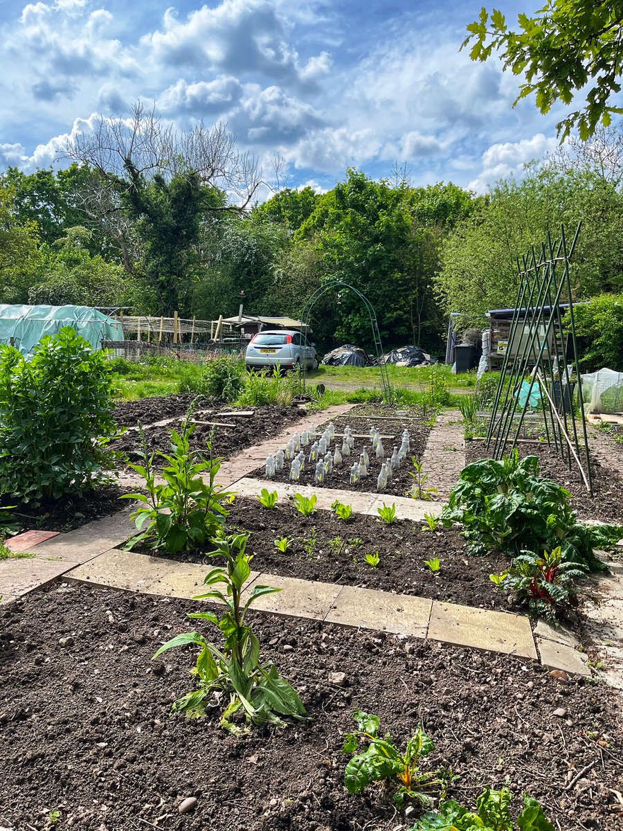 Absolutely cracking afternoon down on the plot today #happyplace #GardeningTwitter #GardeningX