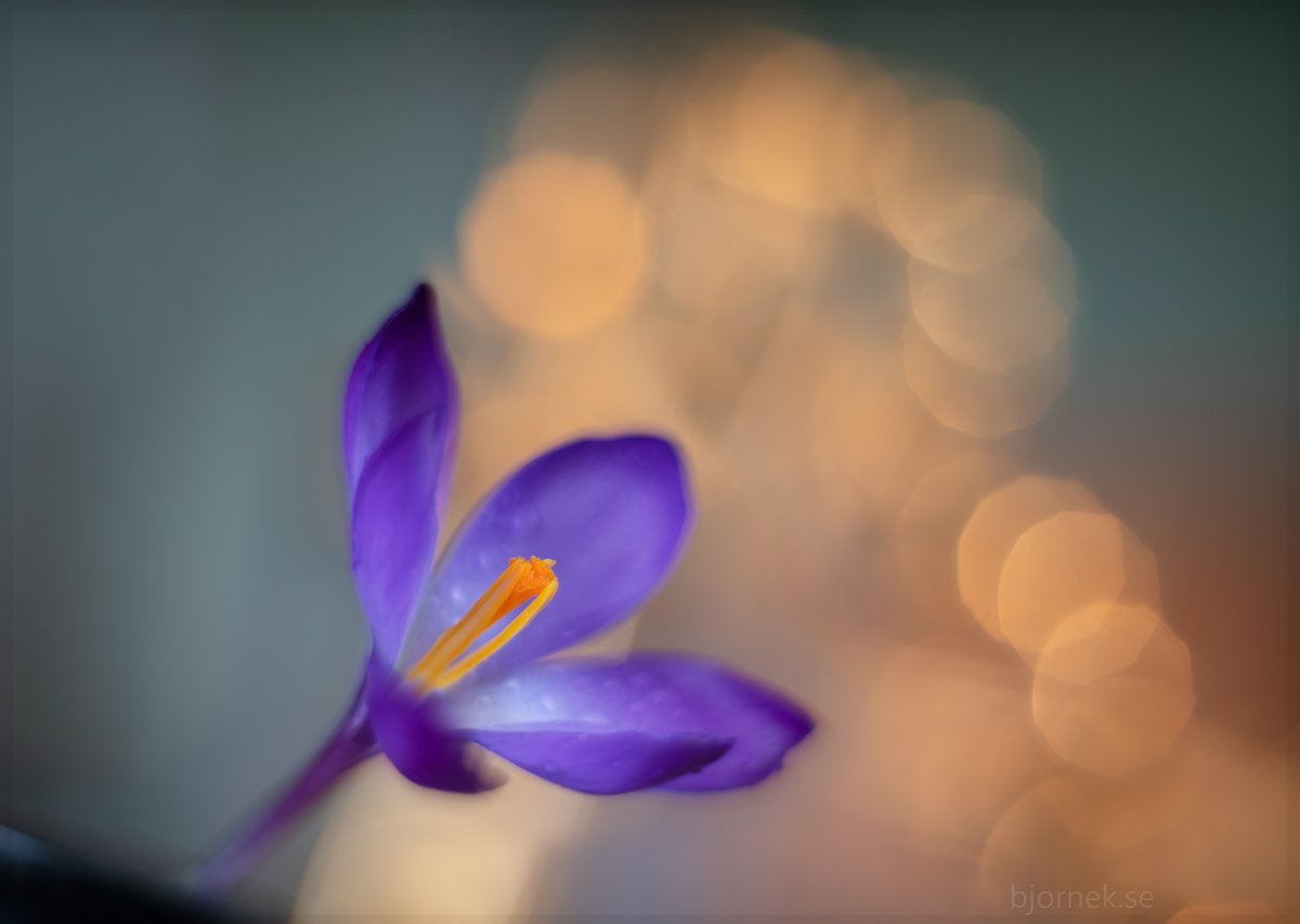 Crocus flower - I have used a Soviet lens that is more than 60 years old.
#Sweden #helios #blomma #bokeh #closeupphotography #flower #garden  #macro #macrophotography #naturephotography #bokehphotography #photography #flowerphotography #sverige #sony  #vintegelens