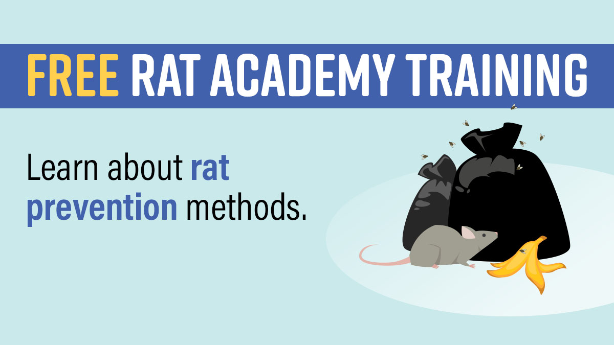 #Queens: Want to learn safe and effective methods for preventing rats? Join us on Wednesday, May 8 for our free, Rat Academy training in Woodside. ⌚ Time: 2:30 p.m. to 4:30 p.m. 📍 Place: 33-20 55th Street, 2nd Floor Sign up: on.nyc.gov/3WqJhtz