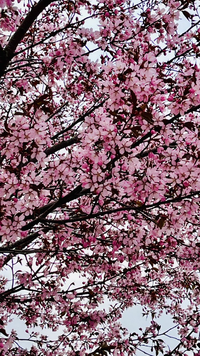 Vielä yksi kuva #kevätseuranta a, kirsikkapuu kukkii 🌸