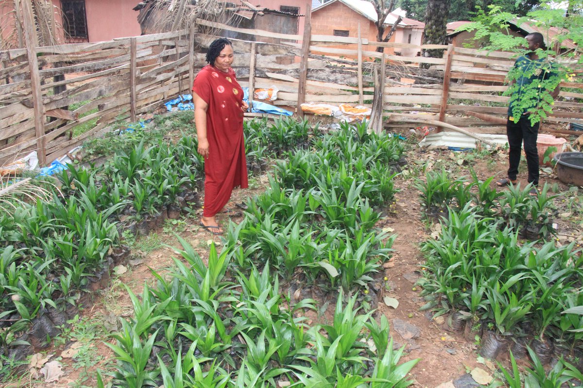 Solidaridad_wa's tweet image. Upon receiving training in #oilpalm nursery operation &amp;amp; management under #NISCOPS 1, Rekiya Abdul, an oil palm farmer in the Kogi state of Nigeria, successfully set up her own oil palm nursery, allowing her to earn extra income. NISCOPS 1 was funded by @NLNetherlands &amp;amp; @Henkel.