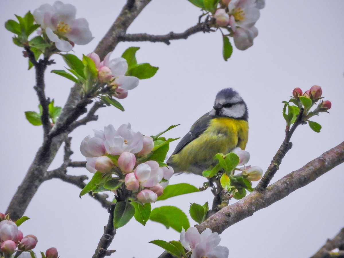 'Bluey In The Apple Blossoms', Pentraeth Road, Menai Bridge🐦💙🍏🌸 @Ruth_ITV @DerekTheWeather @ItsYourWales @BBCWalesNews @BBCCymruFyw @NTCymru_ @IoloWilliams2 @BangorWalesNews @WildlifeMag @Natures_Voice @nationaltrust @RSPBCymru @North_Wales_WT #ThePhotoHour #blossomwatch