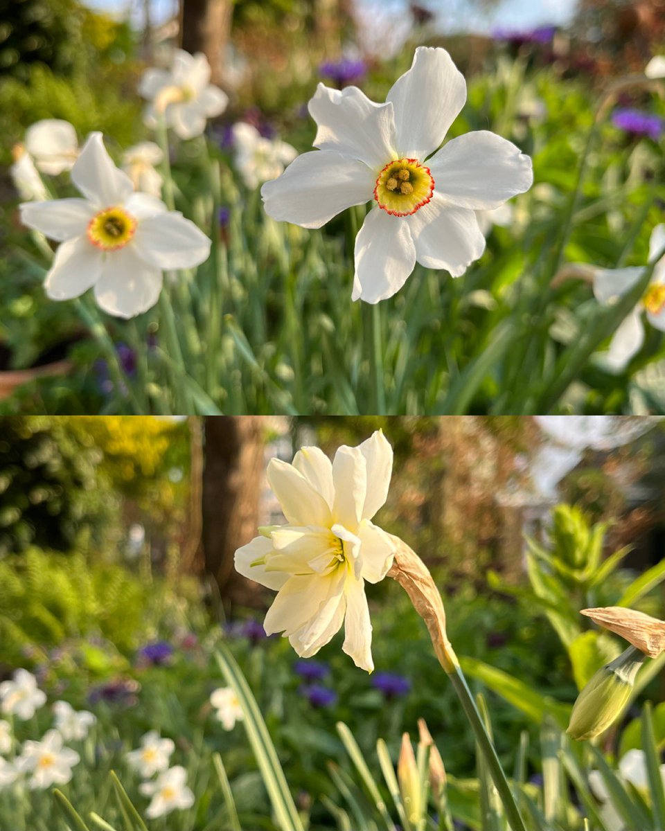 Last of the Narcissus in the last of the days sun 💚 ‘Actaea’ and ‘Albus Plenus Ordoratus’ looking and smelling very lovely #inmygarden
