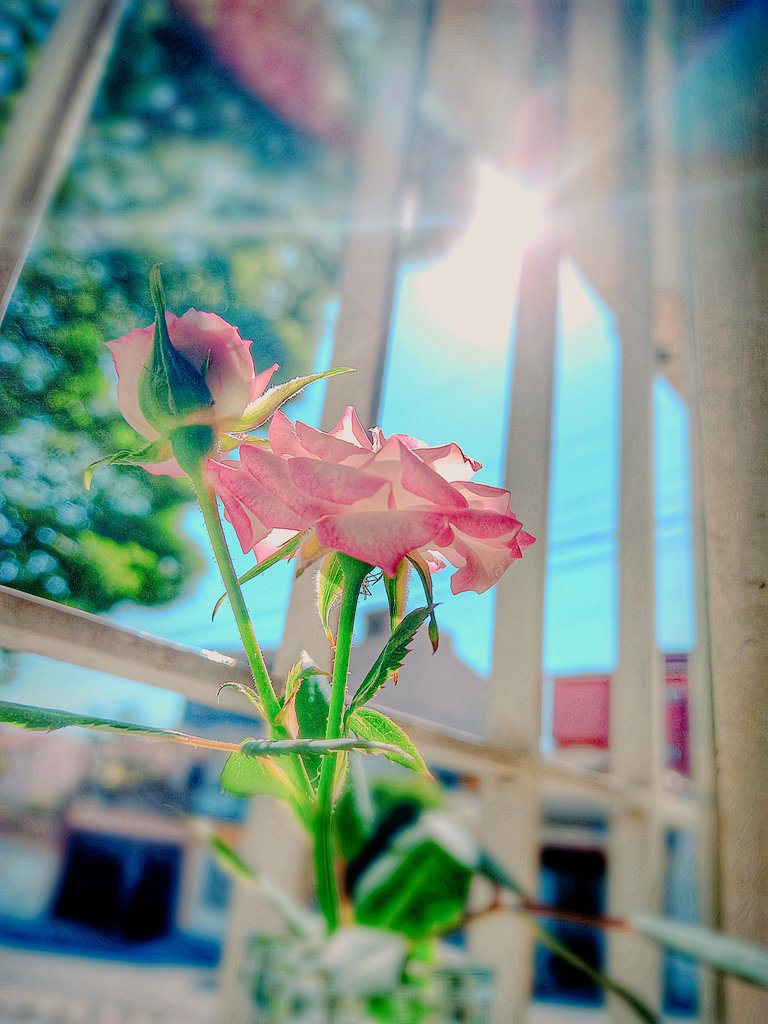 Little roses on a sunny afternoon🌹
#flowerpictures #Flowers 
#roses #Rose #photography 
#PhotoModeMonday 
#photooftheday #photographer 
#landscape #Gorgeous 
#sunshine #sunsets