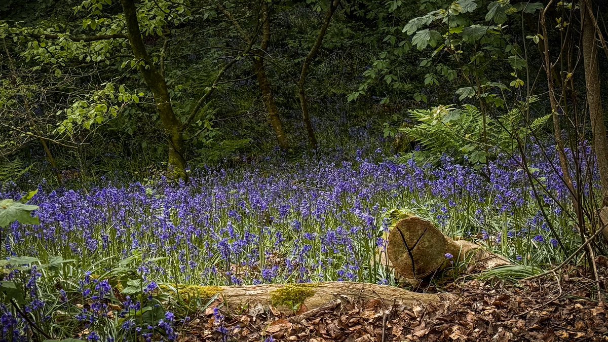 Clychau’r Gog yn Nant y Pandy, Llangefni werth eu gweld!