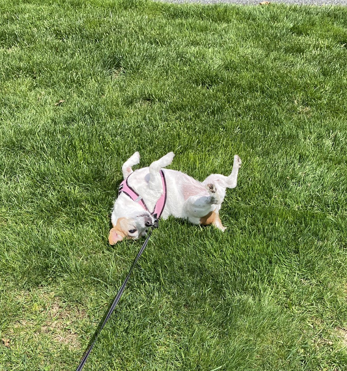 Lunch break surveillance and a pawsome grass roll on this balmy day 💖🐾 #ZSHQ #Lunchbreak #dogsofX