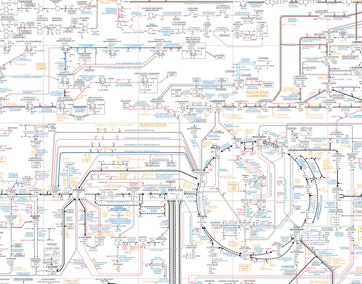 This is about 5% of Roche's famous metabolic pathways chart. Here's the full version: github.com/usnish/biochem… I seriously doubt any single person on the planet can 'grok' this entire chart. (Memorize? Sure. But keep all the pieces in mind all at once, or even a substantive…