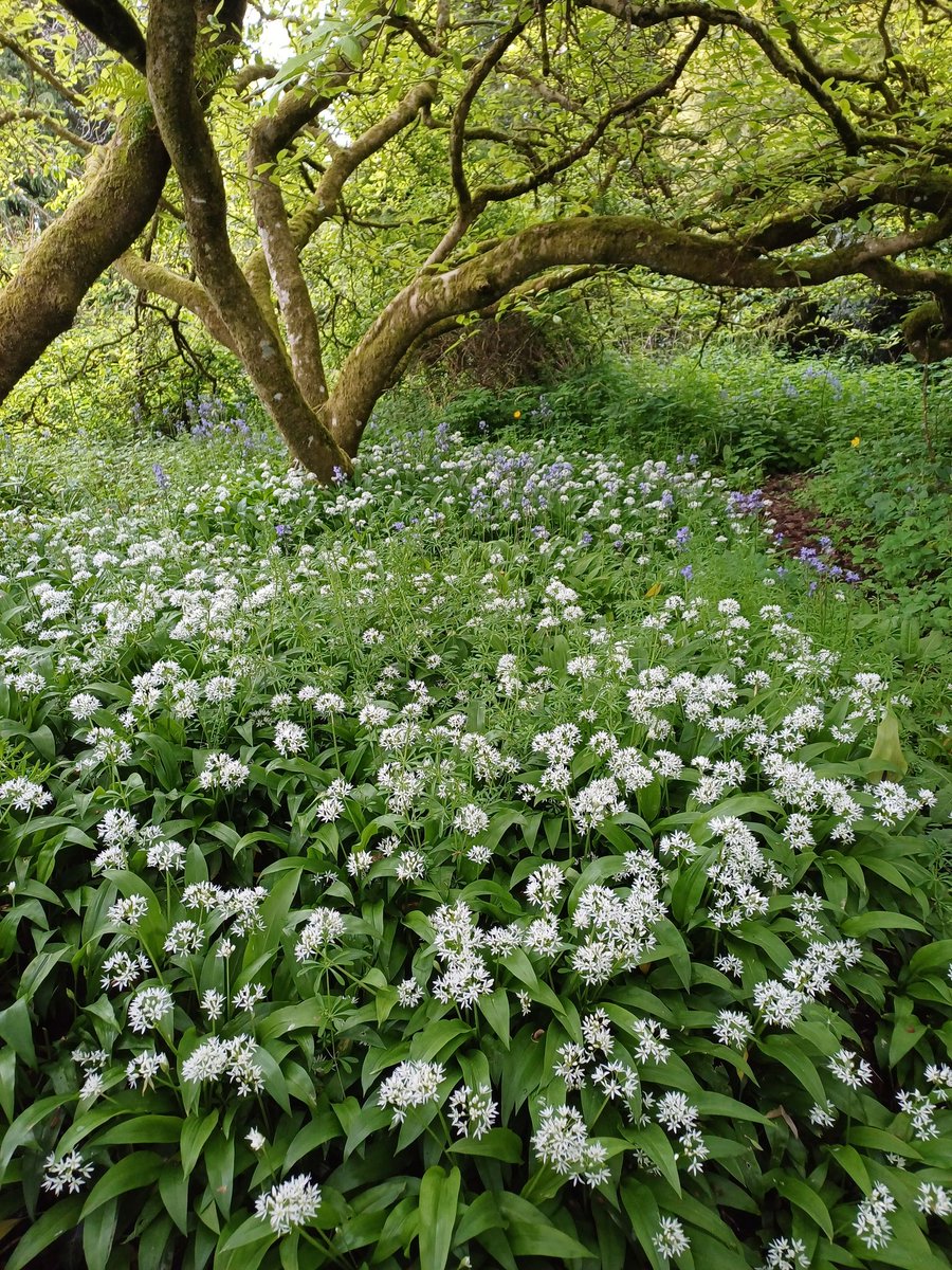 Jack Murphy (@jdmurph73) on Twitter photo What a brilliant tour we got today from the guide at the <a href="/opwireland/">Office of Public Works</a> Anne's Grove Gardens. A real significant collection of trees and plants. A real national treasure. The Camellias, Magnolias and Rhododendrons looked stunning today. Looking forward to returning soon. What a brilliant tour we got today from the guide at the <a href="/opwireland/">Office of Public Works</a> Anne's Grove Gardens. A real significant collection of trees and plants. A real national treasure. The Camellias, Magnolias and Rhododendrons looked stunning today. Looking forward to returning soon.