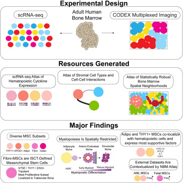 scRNA-seq and CODEX multiplexed imaging to elucidate the cellular and spatial architecture of the human bone marrow microenvironment @CellCellPress @KaiTanLab1 @LingQin6 @shovikb94 cell.com/cell/fulltext/…