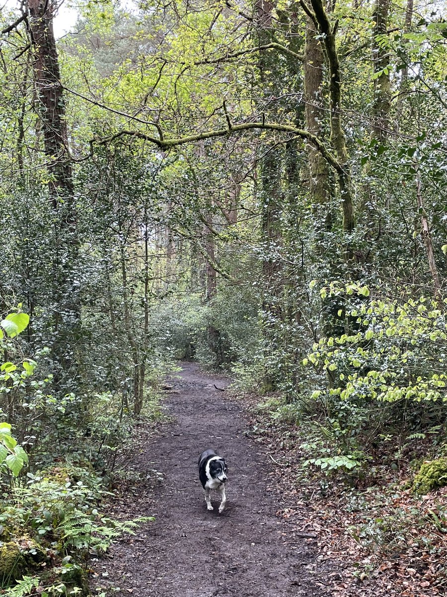 This hour flies by SO quickly! #mycreativeweek - vibrant, inspiring and supportive. Thanks all for your participation and sharing of your wonderful work. Have the best week you can and join us next Monday 7-8. In the meantime here is a dog in the woods. 🌿💚