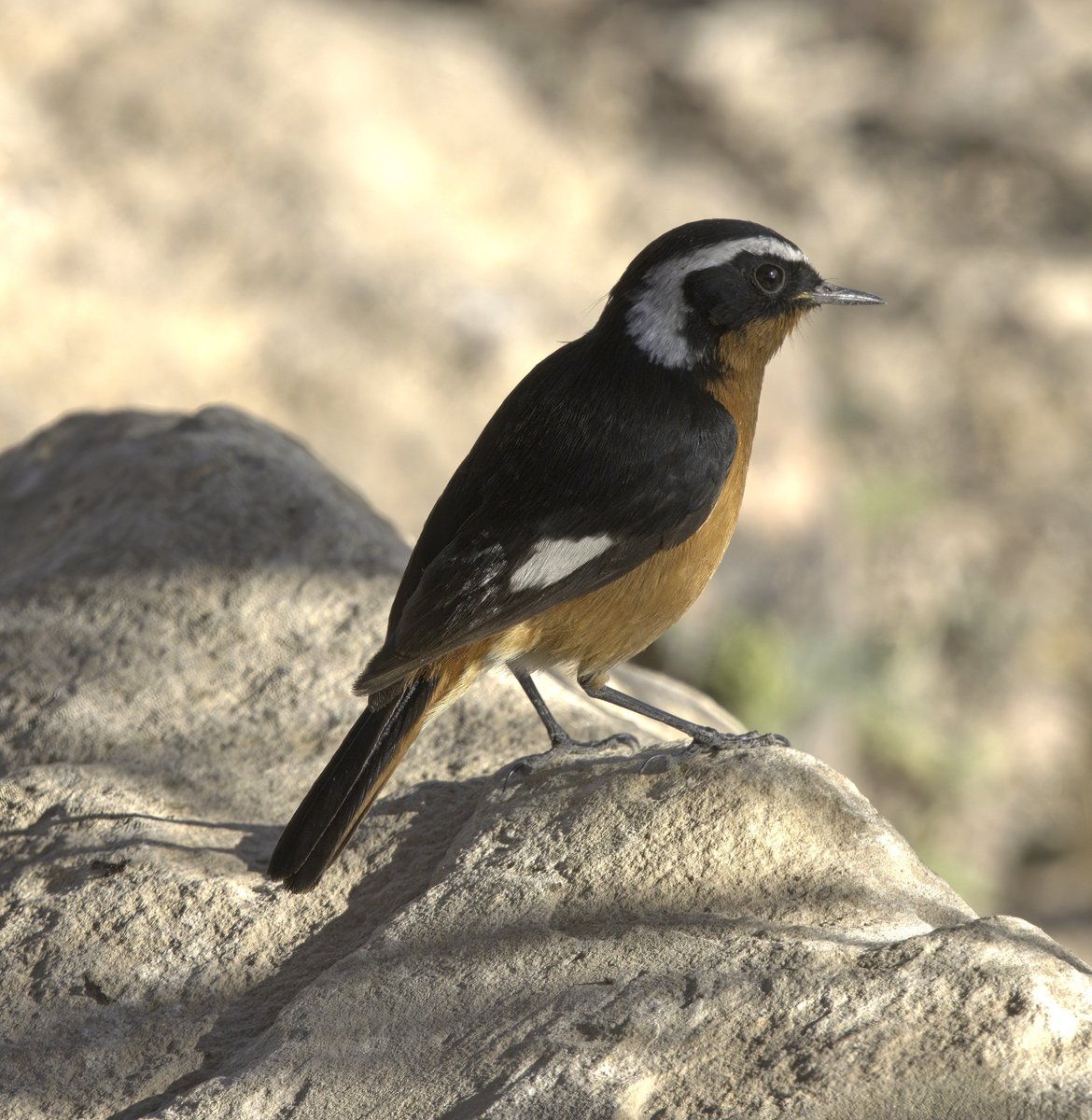 Moussier’s Redstart. Agadir Morocco