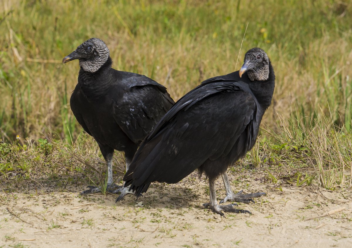 Black vulture depredation permits are available in Missouri. Permits are free and producers can obtain up to 10 annually. Find permit information at mofb.org or by calling (573) 893-1416. Learn more 👉 bit.ly/41RAD6Q