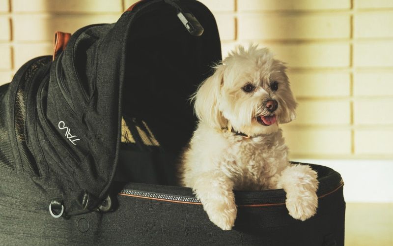 How can you be sure your beloved pets are safe when you travel? Tavo’s new travel system offers the perfect solution to pet protection. Visit the link and discover how to prioritise your pet’s safety on your next journey 👇 buff.ly/3Q9GuAY