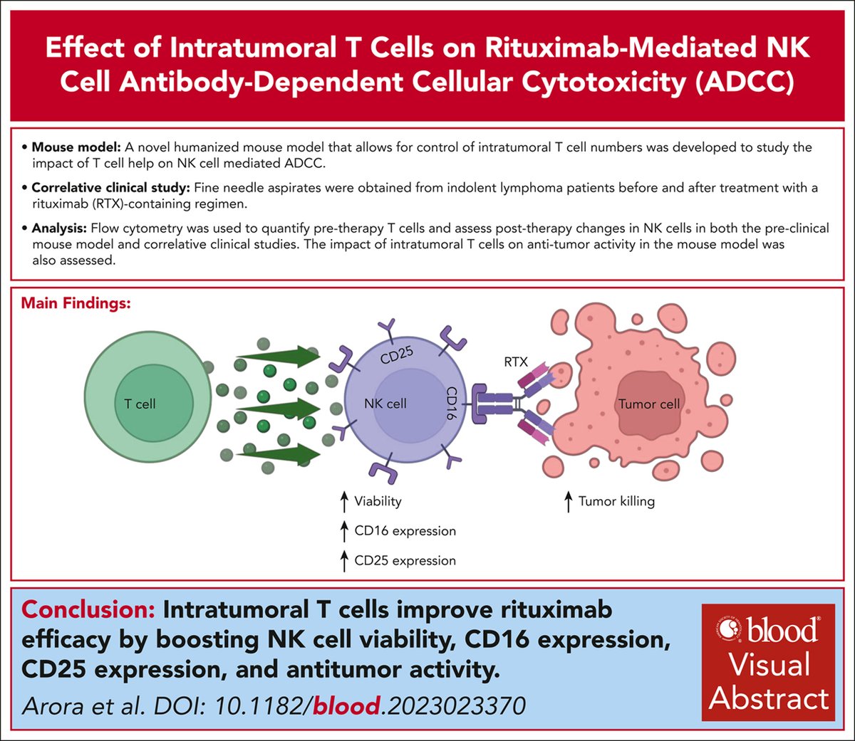 T-cell help in the TME enhances rituximab-mediated NK-cell viability, CD16 and CD25 expression, and antitumor response. ow.ly/7z1V50RvWwl #immunobiologyandimmunotherapy #clinicaltrialsandobservations #lymphoidneoplasia
