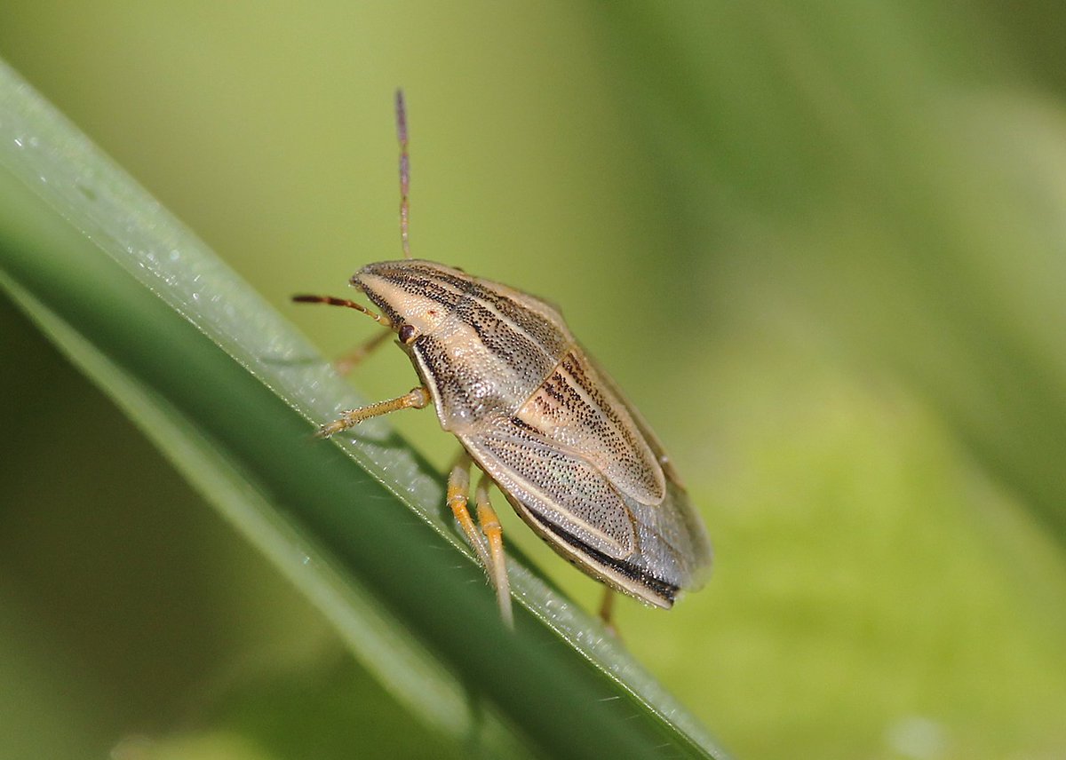 Bishop's Mitre Shieldbug (Whittleford Park,Nuneaton,Warks 6/5/24) 10 species of Shieldbug in the last few days all within 20 mins walk from the house...