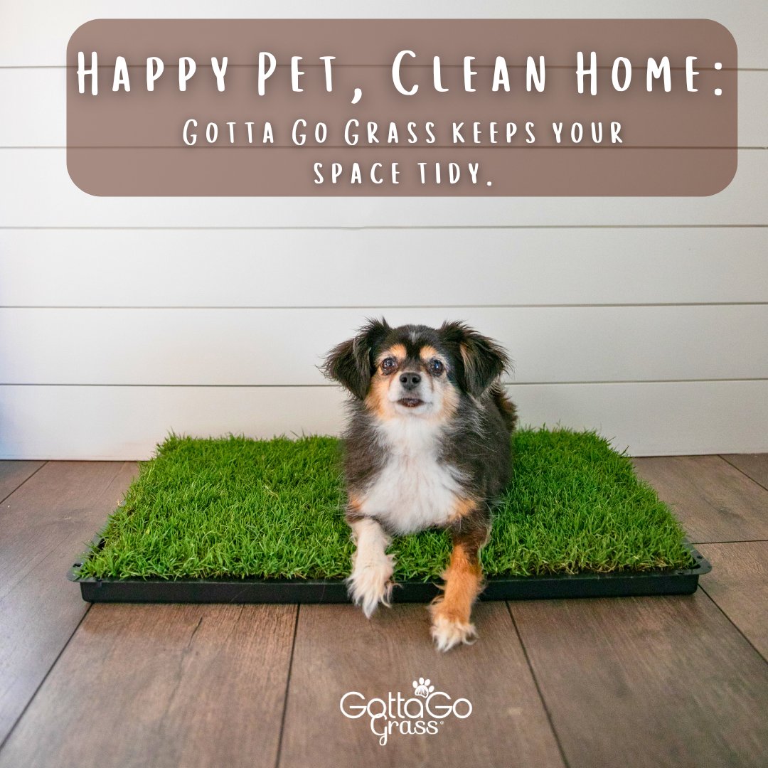 Discover the ease and convenience of Gotta Go Grass for your pet!  Our all-natural grass pads offer a clean, simple solution for indoor pet care. Check out these steps to learn how easy it is to give your pet a natural and inviting space!

#GottaGoGrass #EcoFriendlyPet