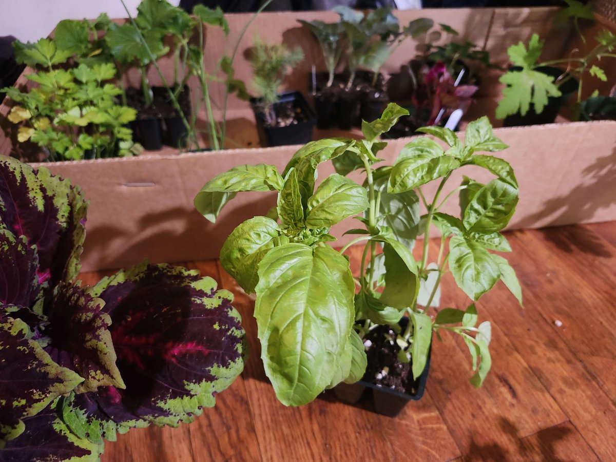 Cowork and chill with me while I plant! (50/10)

Guess who has a plant problem? Me!

⤿ Let's chill!  
twitch.tv/pandoricprinxe 
#DC3Creators