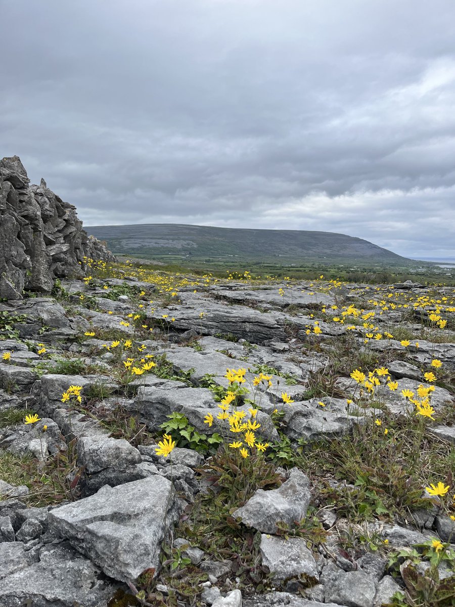 Every May in this spot in the Ballyvaughan valley hawkweed blooms across the limestone for a couple hundred yards. It’s a dazzling sight. #burren
