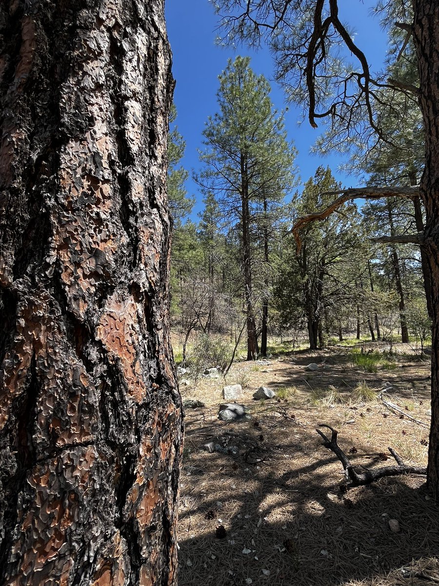 Spring on the Prescott Circle Trail!🌲🌲🌲This is one of my favorite spots @PrescottNF #PrescottAZ #PrescottCircleTrail #ArizonaHiking #PonderosaPines