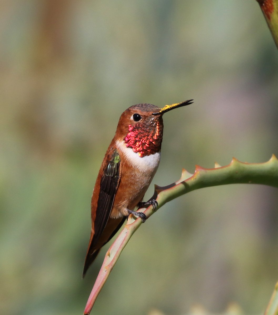 A haiku about the pushiest visitor to the hummingbird feeder:

Shiny feisty boss,
“Back off, that nectar's all mine!”
Tiny but mighty.

Photo: Tom Benson, CC BY-NC-ND flic.kr/p/24Reotd