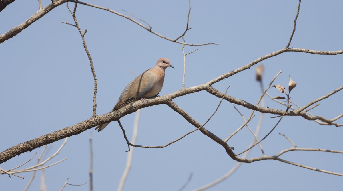 Laughing Dove #birdnames #birdoj #365DaysWild #birdphotography #indianbirds #birdsofindia #NatureBeauty #IndiAves #NaturePhotography
@wildlifetoursug @Wildphoto4all @southdevonbird
@Wildlife_Photo  @WildIndia1  @cwsindia @birdnames_en