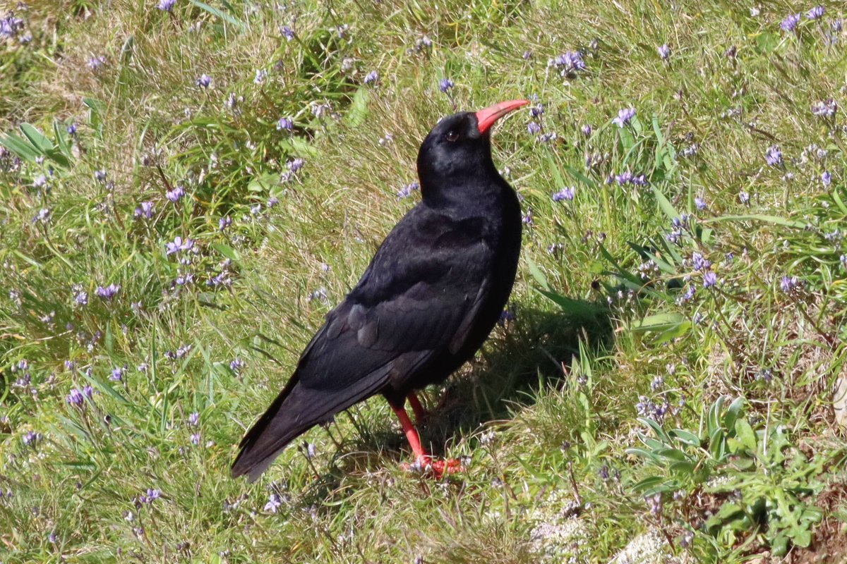Fab views of Chough before heading over to @skomer_island . About 25 on the south side of Deer Park Head yesterday am. Plenty of Wheatear passing through with 14+ in the field by the NT car park.