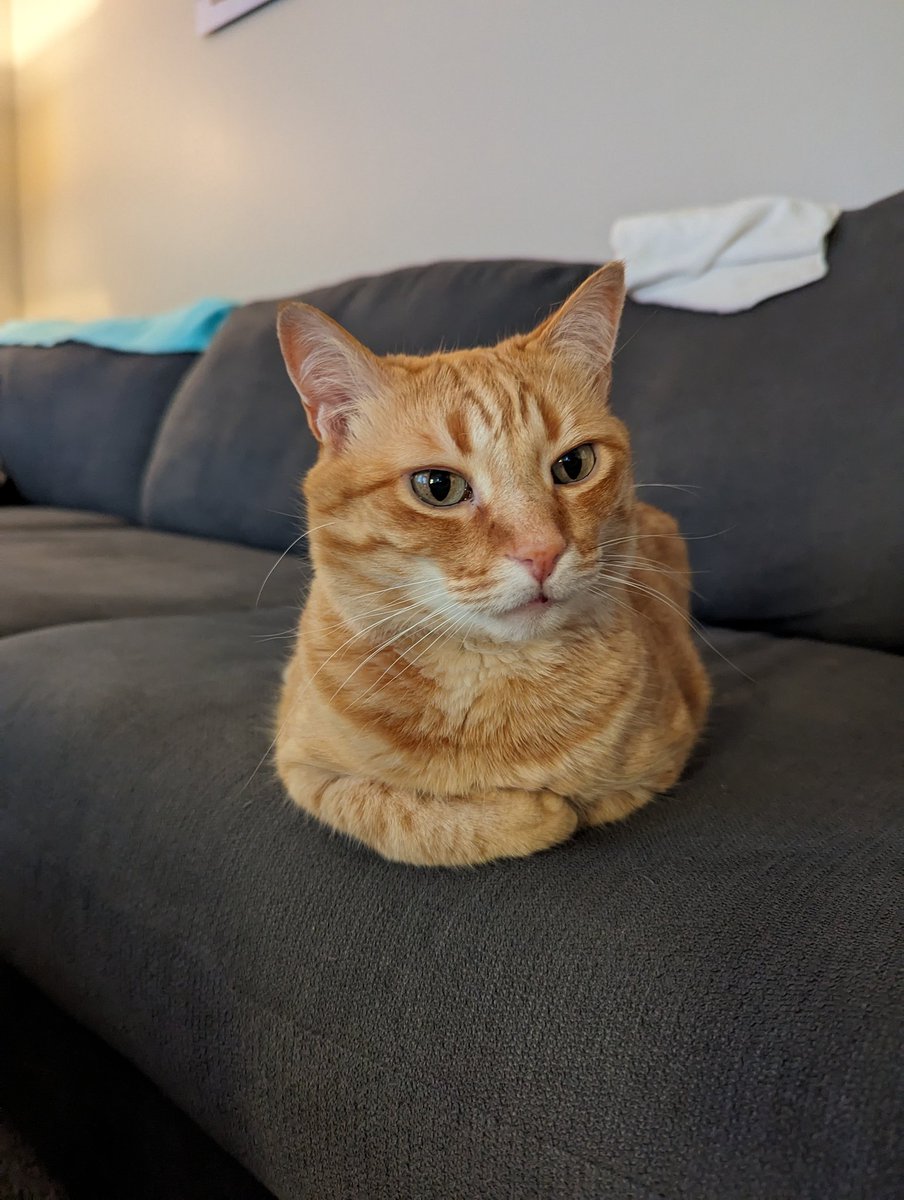 Happy #KittyLoafMonday! Here is my loaf. What do you think?