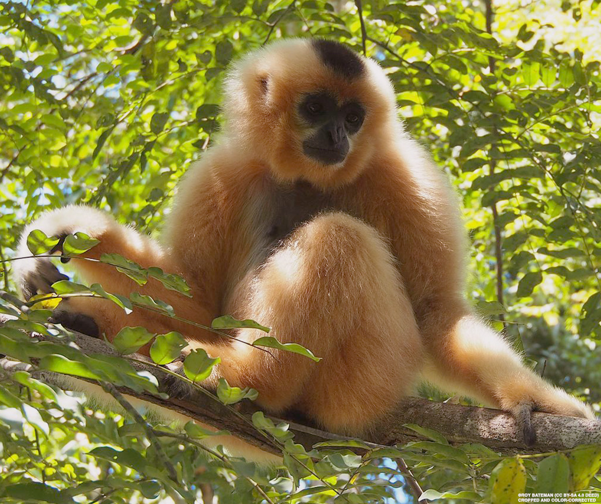 Vietnam is home to 6 #gibbon species, each potentially decades to years away from extinction unless drastic action is taken. A report from @IUCN_Gibbon and @FaunaFloraInt takes a close look at the conservation status of these #endangered apes. Read on: gibbons.asia/wp-content/upl…