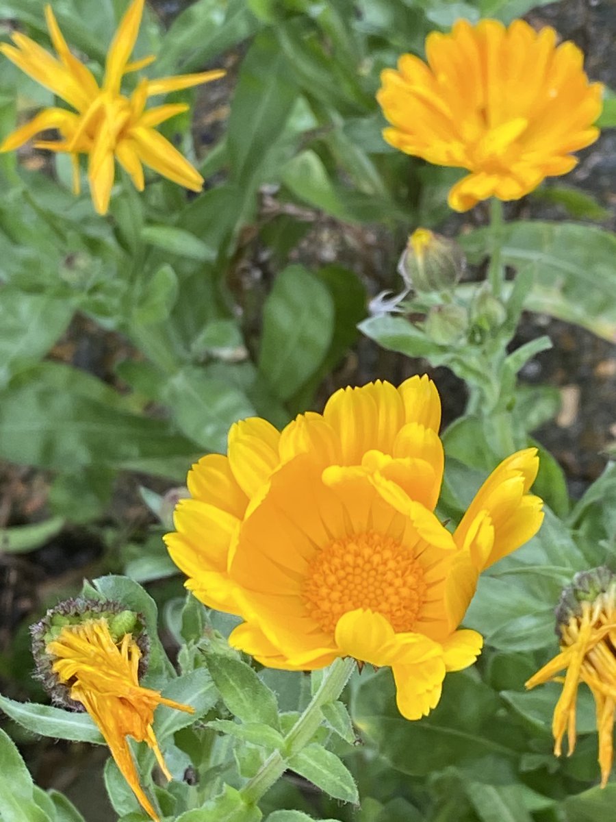 These marigolds feature
in my contribution to Joy//Us
@ArachnePress