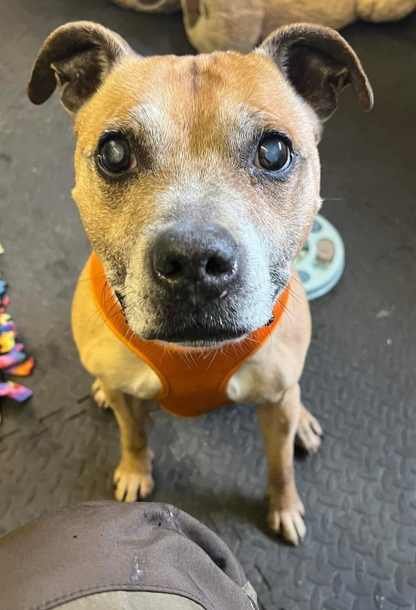 Mutley @SeniorStaffy SEX: Male AGE: 12 years old LOCATION: In foster, Cheshire. TEMPERAMENT: Happy, Friendly, Cheeky and Vocal. CHILDREN: 12 yrs + DOGS: Could possibly live with a smaller/similar-sized dog after several introductions. CATS: No #K9Hour seniorstaffyclub.co.uk/adopt-a-staffy…