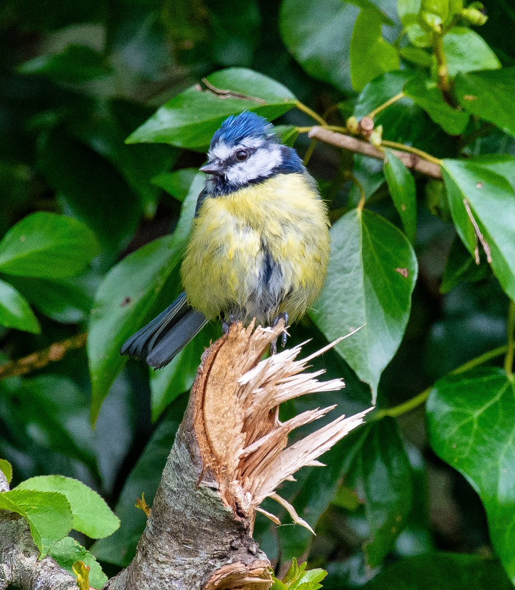 Blue tit on a branch.
#bluetit #bird #wildbird #photography #nikon #nikor