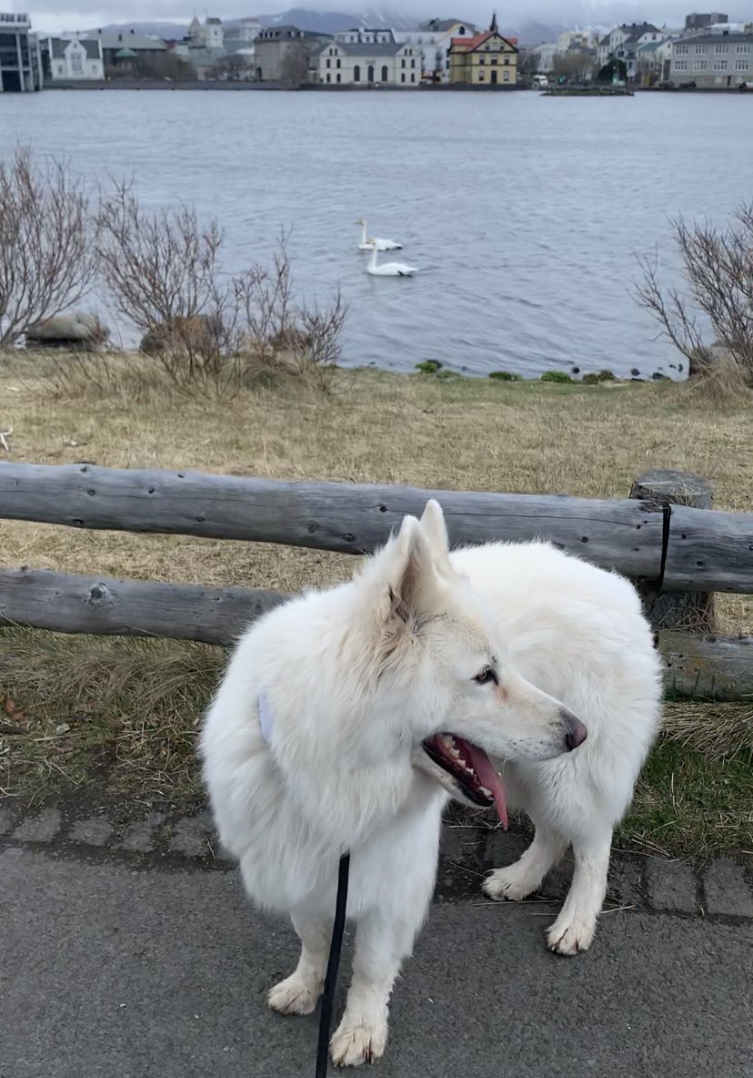 Mikki var geldur um daginn en til að hressa hann við laug ég að honum að þetta væru hvolparnir hans