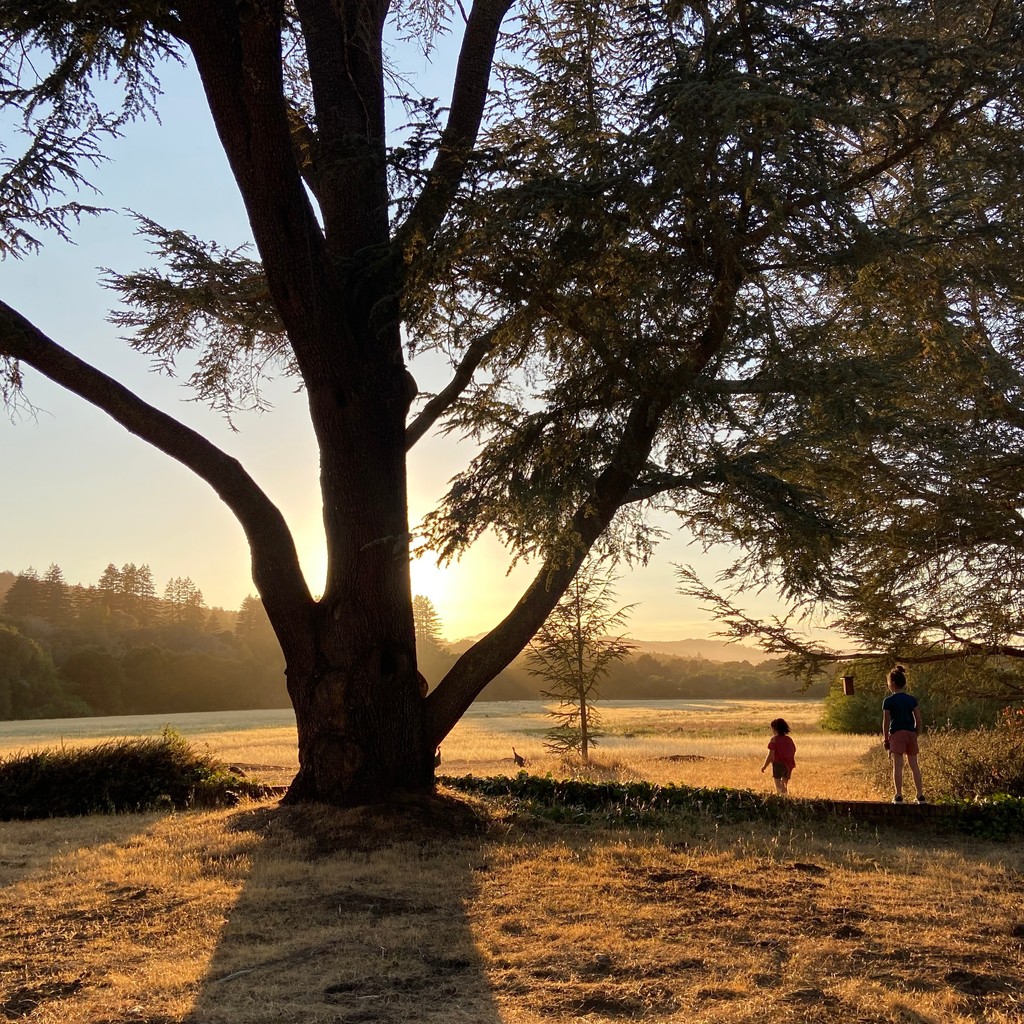 Explore Filoli’s newly opened trail and trails only accessible with a guide as you venture on a two-mile guided hike. During Filoli’s Summer Nights in July and August, you’ll have a chance to explore even more into the natural lands. Learn more and visit filoli.org/summer-hikes