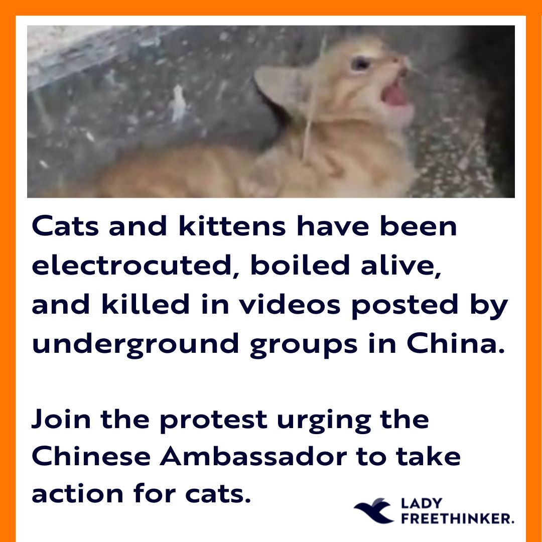 We are bringing over 100,000 petition signatures to the Chinese Embassy to urge the Ambassador of China to the United States to use his influence to stop #cats from being electrocuted, boiled alive, and killed in videos in China. Will you join us? RSVP: fb.me/e/3aAT0w1IB