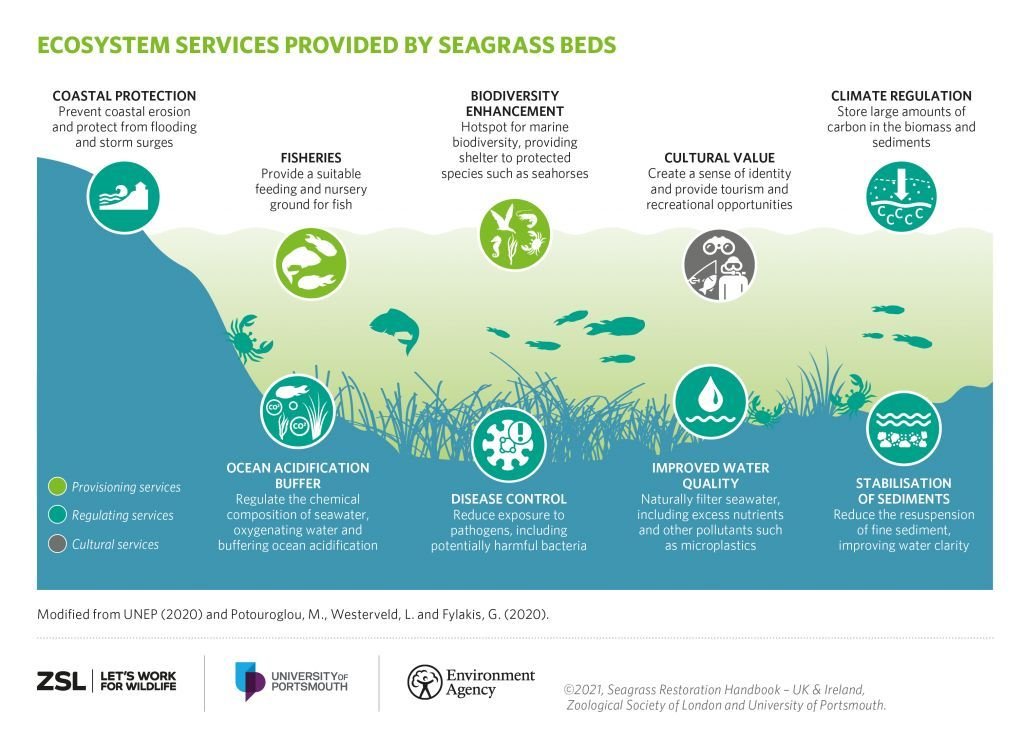 #Seagrass beds offer vital ecosystem services for people and #ForNature, including: 🌊 Coastal protection ☀️ Climate regulation 🐠 #Biodiversity enhancement Learn more 👇 @OfficialZSL, @portsmouthuni, @EnvAgency