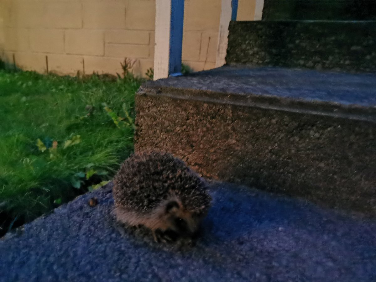 I think I may have missed Hedgehog awareness week..
Here’s Martin I rescued and I also painted his portrait 👍🏻🦔
#HedgehogAwarenessWeek #HedgehogWeek #hedge