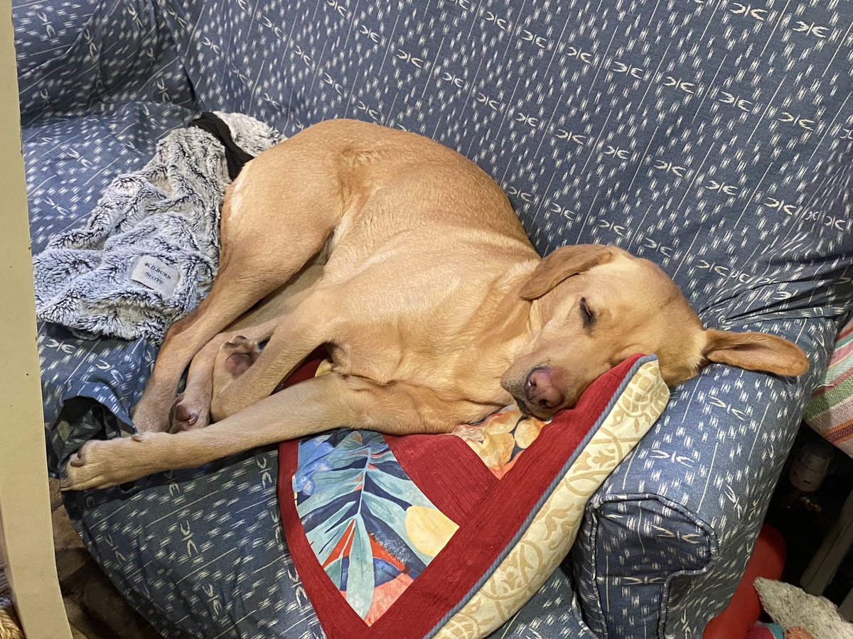 What is a caption for our tired Labrador. In season and should not be on my sofa..